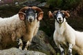 Scottish blackface sheep Royalty Free Stock Photo