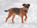 Scottish Border Terrier in Snow Royalty Free Stock Photo