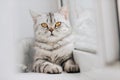 A Scottish or British cat with a marbled black and white color is resting on a white windowsill on a bright sunny day