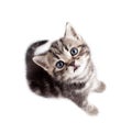 Scottish or british gray kitten top view Royalty Free Stock Photo