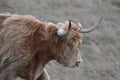 Scottish brown highland, a breed of rustic beef cattle with horns looking aside, standing on a field