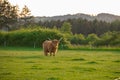 Scottish bull chews grass. Highland breed. Farming and cow breeding.highland cows graze on the green meadow.