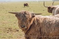 Scottish bulls and cows close-up grazing in a paddock and chewing grass.Bighorned hairy red bulls and cows .Highland Royalty Free Stock Photo