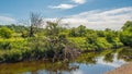 Scottish Burn and a Fallen Tree Royalty Free Stock Photo