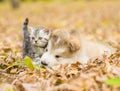 Scottish cat and alaskan malamute puppy dog together in autumn p Royalty Free Stock Photo