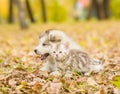 Scottish cat and alaskan malamute puppy dog together in autumn p Royalty Free Stock Photo