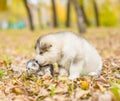 Scottish cat and alaskan malamute puppy dog together in autumn p Royalty Free Stock Photo