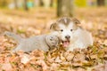 Scottish cat and alaskan malamute puppy dog together in autumn p Royalty Free Stock Photo