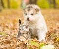 Scottish cat and alaskan malamute puppy dog together in autumn park Royalty Free Stock Photo