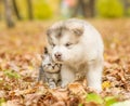 Scottish cat and alaskan malamute puppy dog together in autumn park Royalty Free Stock Photo