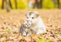 Scottish cat and alaskan malamute puppy dog together in autumn park Royalty Free Stock Photo