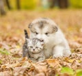 Scottish cat and alaskan malamute puppy dog together in autumn park Royalty Free Stock Photo