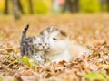 Scottish cat and alaskan malamute puppy dog together in autumn park Royalty Free Stock Photo