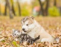 Scottish cat and alaskan malamute puppy sitting in profile in autumn park Royalty Free Stock Photo