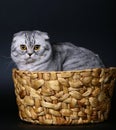 Scottish cat in a basket on a black background. Royalty Free Stock Photo