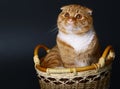 Scottish cat in a basket on a black background Royalty Free Stock Photo