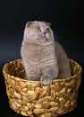 Scottish cat in a basket on a black background. Royalty Free Stock Photo