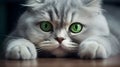 Scottish cat with big green eyes close-up. Realistic drawing Royalty Free Stock Photo