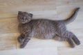 The Scottish cat crouched on the cement floor with a bottle of cold water in a stainless steel basin to relieve hot air.