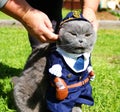 Scottish cat dressed in a police costume Royalty Free Stock Photo