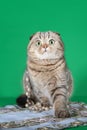 Scottish cat with green eyes sits on a green background Royalty Free Stock Photo