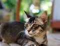 Scottish cat looking at camera. Royalty Free Stock Photo