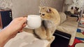 A Scottish cat sits on a table near the couch in a room of an apartment building. A man is holding a ceramic cup of coffee in his Royalty Free Stock Photo