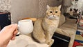 A Scottish cat sits on a table near a couch in a room of an apartment building. A man holds a ceramic cup of coffee in his hand Royalty Free Stock Photo