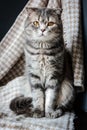 Scottish cat sitting Royalty Free Stock Photo