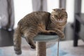 Scottish Cat squat, young cat looks into the farme