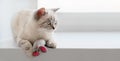 Scottish cat with toy mouse is lying on the windowsill Royalty Free Stock Photo