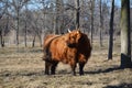 Scottish Cattle in pasture late winter Royalty Free Stock Photo