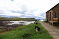 Scottish coast with stone house and sheepdogs
