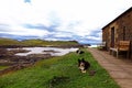 Scottish coast with stone house and sheepdogs. Border Collies in Scotland