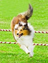 Scottish Collie Jumping in Agility Competition Royalty Free Stock Photo