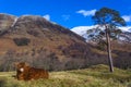 Scottish coo rests on grass