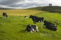 Scottish countryside landscape with cows. Stonehaven. Scotland. Royalty Free Stock Photo