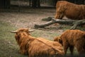 Scottish cow with brown fur and long horns. Scottish highlander bull in the pasture Royalty Free Stock Photo