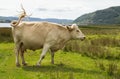 Scottish cow on the grass Royalty Free Stock Photo