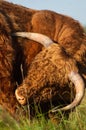 Scottish cow licking it`s leg