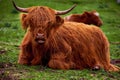 Scottish cow with long horns and long hair