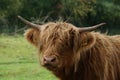 Scottish Highland cow portrait Royalty Free Stock Photo