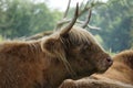 Scottish Highland cow portrait Royalty Free Stock Photo