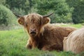 Scottish Highland cow portrait Royalty Free Stock Photo