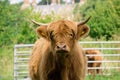 Scottish Highland cow portrait Royalty Free Stock Photo