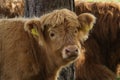 Scottish Highland cow portrait, calf Royalty Free Stock Photo