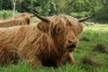 Scottish Highland cow resting Royalty Free Stock Photo