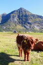 Scottish cow's calf under Lofoten's sun Royalty Free Stock Photo
