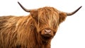 Scottish cow on white background Royalty Free Stock Photo