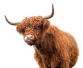 Scottish cow on white background